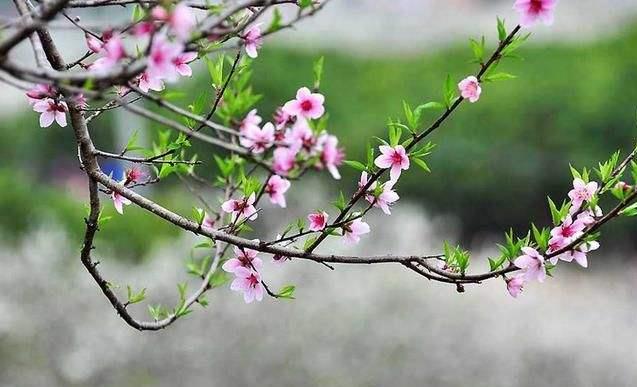 浙江省成人高考参加考试后几月份入学?(图1) 浙江省成人高考参加考试后几月份入学?